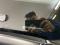 preview Honda Civic #1