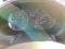preview Citroen Berlingo #5